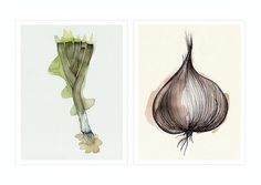 verónica ballart lilja #inspiration #onion #vegetables #illustration #ins