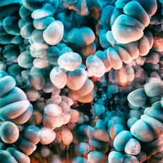 Jellyfish Bloom Series by Ari Weinkle