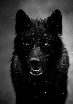 La gentille Bulbeuse #wolf