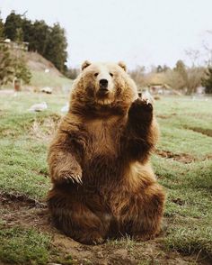 Oh Hi Bear 🐻