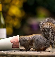 Squirrel Warhol by Max Ellis #inspiration #photography #animal