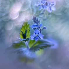 Flowers of Russia: Wonderful Flowers Photography by Vladimir Kniazev