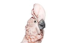 Birds | The Bird Book #pink #photo #bird
