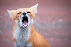 Lilian Harvey #heart #wild #fox #howling #animal