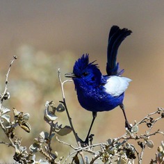 #birdstagram: Striking Bird Photography by Michael Jury