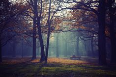 Lukas Kozmus #fog #travel #bench #park #photography