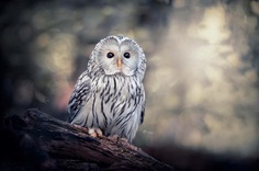 #owlsofinstagram: Adorable Owl Pictures by Tanja Brandt