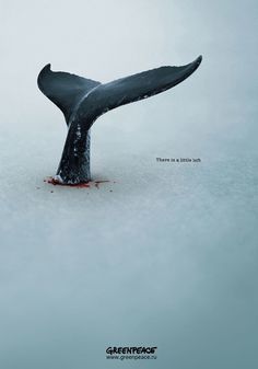 GREENPEACE Whales Poster