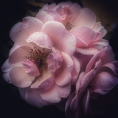 Breathtaking Beauty of Flowers: Close-Up Photography by Anne Wehner