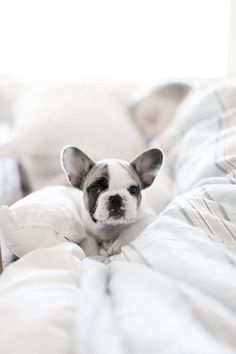 French Bulldog Puppy #sears #photography #puppy #french #cute #bulldog #comfy #dog