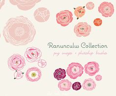 CLIP ART and Photoshop brushes Ranunculus Collection for