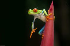 Best Captured Photos of Frogs by Nicolas Reusens #animals #photography #frog #macro #inspirations