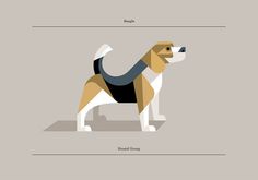 Beagle #illustration #dog