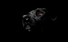 Pet Animals Wild Animals Wallpapers Pictures: Black Dog Wallpapers #black #dog