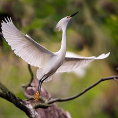 #birdsofinstagram: Fantastic Bird Photography by Jeffrey P Karnes