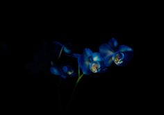 http://laurencebourdais.com/files/gimgs/53_orchidee2.jpg #photography #flower #still #light #life