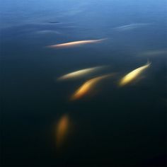 what lie beneath | Flickr: Intercambio de fotos #fish #photography #minimalism