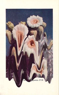 Plate 57. Carnegiea Gigantea #print #cacti #tanimura #hana #succulents #paint #melting #flower #cactus #plant