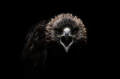 Gods and Beasts on the Behance Network #mongolia #eagle #photography