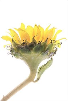 All sizes | Sun Flower / sun / flower / sunflower / IMG_8778 | Flickr - Photo Sharing! #plant #flower #lightbox #sunflower #on white