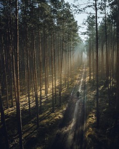 Breathtaking Forest Photography by Jakub Wencek