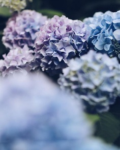 Beautiful Japanese Flowers Photos by Kaori Tanimoto