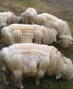 sheep patterns