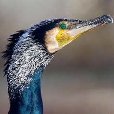 #eye_spy_birds: Beautiful Birds Photography by Dan Gibson