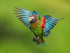 #bird_brilliance: Fascinating Bird Photography by Hector Astorga
