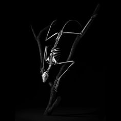 Exploration of Skeletons by Patrick Gries6 – Fubiz™ #skeleton #horse #gries #human #photography #patrick