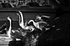 Swans #birds #nature #animal #water