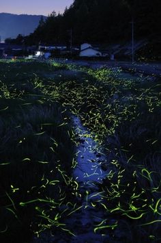 Colossal | An art and design blog. | Page 6 #fireflies #long #exposure
