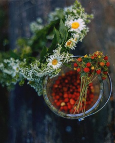 Fine Art Flowers Photography by Tatyana Mironova