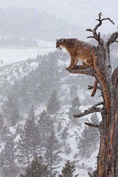 Spectacular Puma Shot