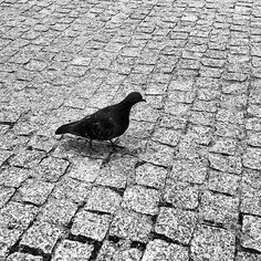 photo #ground #park #path #bird #pigeon #walking