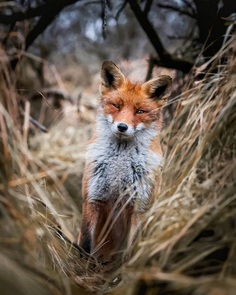 Wildlife Finland: Cute Animal Portraits by Ossi Saarinen