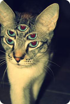 cat eyes #eyes #cat