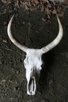 Chillingham wild cattle skull by artbyjrc