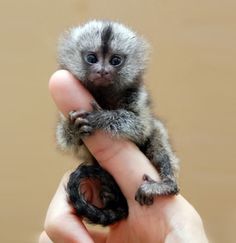 DeadFix » Mono #tiny #monkey #animals #finger #furry