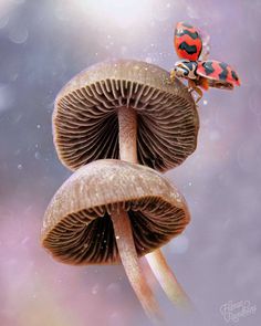 Insanely Detailed Macro Photos Of Insects by Hilman Ramdhany