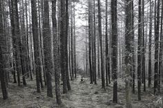 Google Reader (190) #woods #bike #scotland #forest #trees