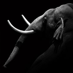 Animal 5 #photography #elephant