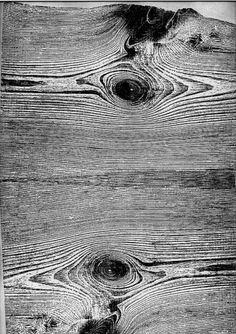 wood : Martha Richter #information #tree #wood #woodprint #trees