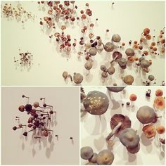 Instagram #mushrooms #photography #texture