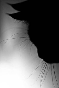 Cat #white #feline #cat #black #whiskers #photography #silhouette #and #animal