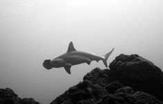 http://love-less.tumblr.com/page/4 #white #black #shark #photography #abyss #and #hammerhead