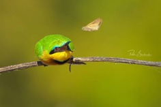 #bestbirdshots: Attractive Birds Photography by Petr Bambousek