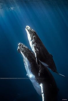 Humbpack whales – Réunion island. by Seb