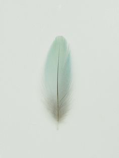 4-Golden-shouldered ParrotPsephotus chrycopterygius #feather