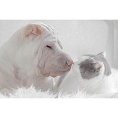 Annie Jacob Captures Unconventional Friendship Between A Shar Pei And His Cat